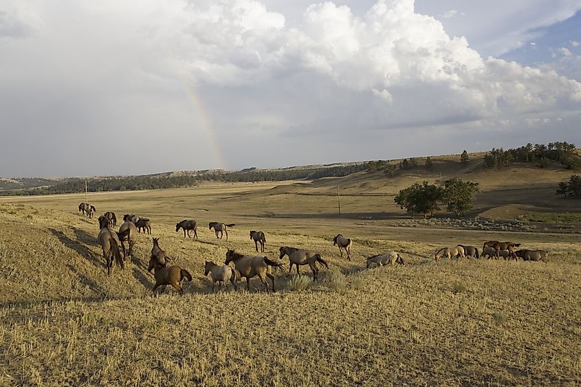 Black Hills Wild Horse Sanctuary