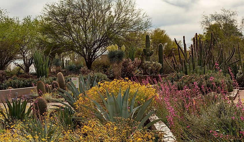 Desert Botanical Garden in Phoenix, Arizona.