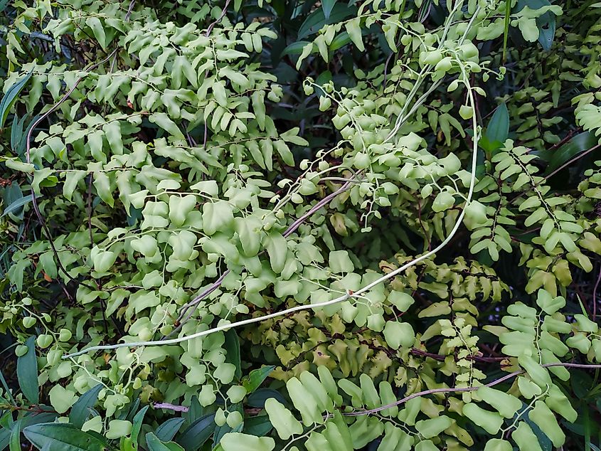 View of the old world climbing fern.