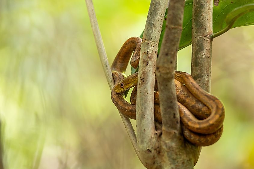 The brown treesnake.