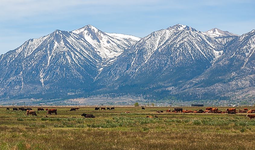 View of the Sierra Nevada Mountain Range from Gardenville