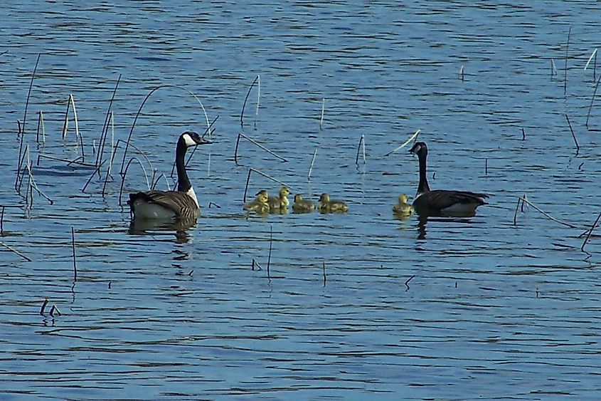 Geese at Lake Metigoshe State Park, North Dakota.