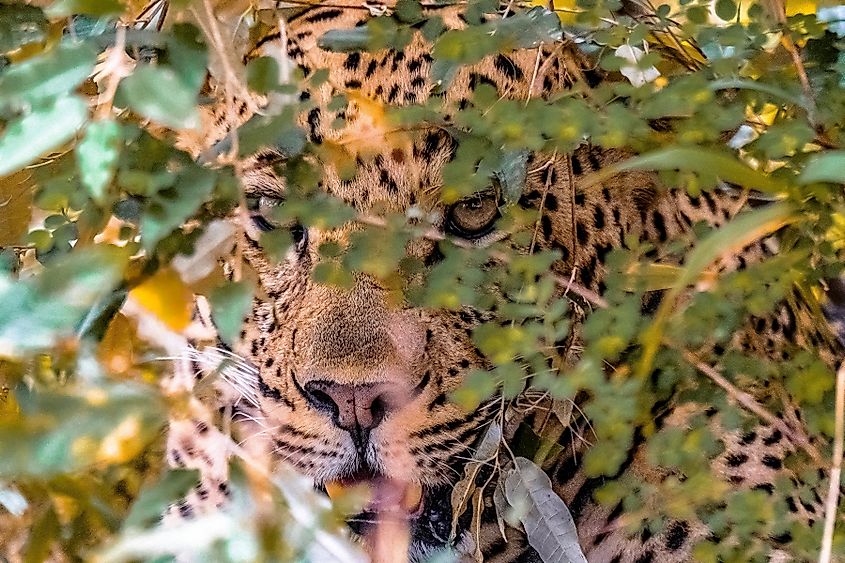 Leopard hiding in a bush to stalk its prey