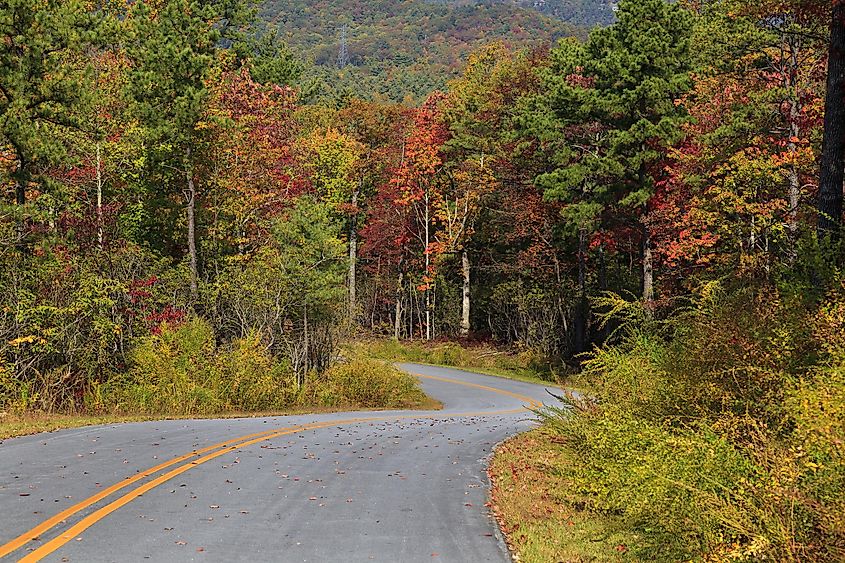 Curve in the Road in Gorges State Park, North Carolina