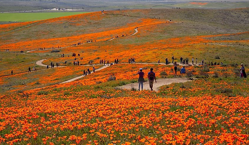 Antelope Valley California Poppy Reserve State Natural Reserve