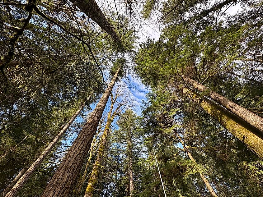 Trees forming a canopy in Rasar State Park