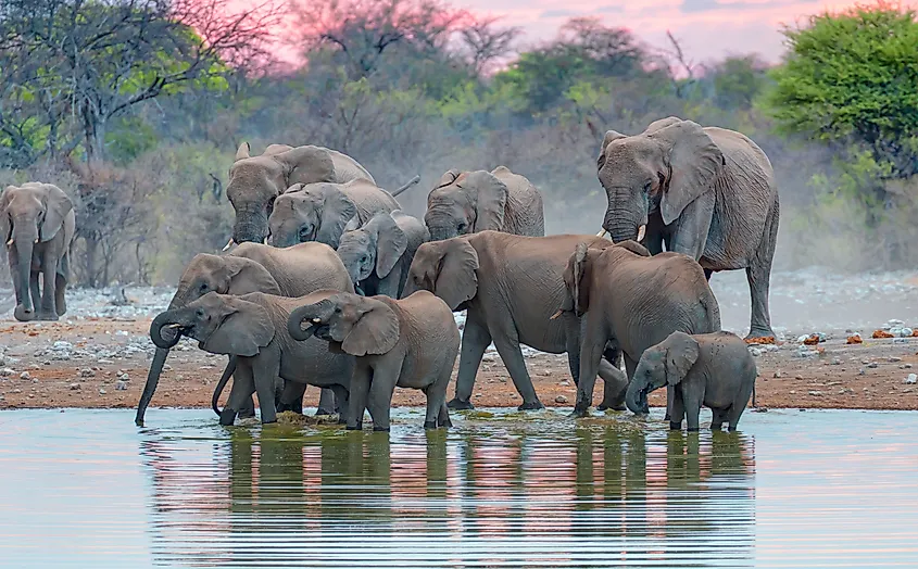 African elephants standing near lake in Etosha National Park, Namibia.