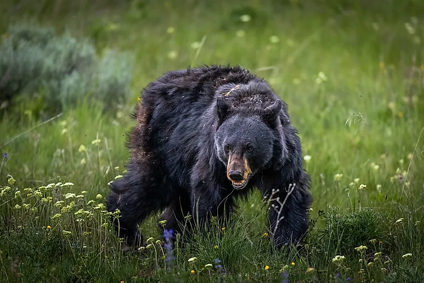 A big black bear in Yellowstone National Park