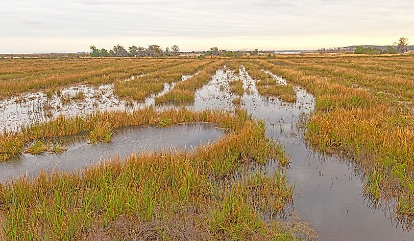 Former rice plantation that is now a wildlife refuge at the Santee Wildlife Refuge in South Carolina