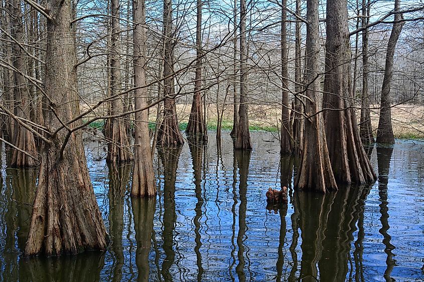 Bogue Chitto National Wildlife Refuge