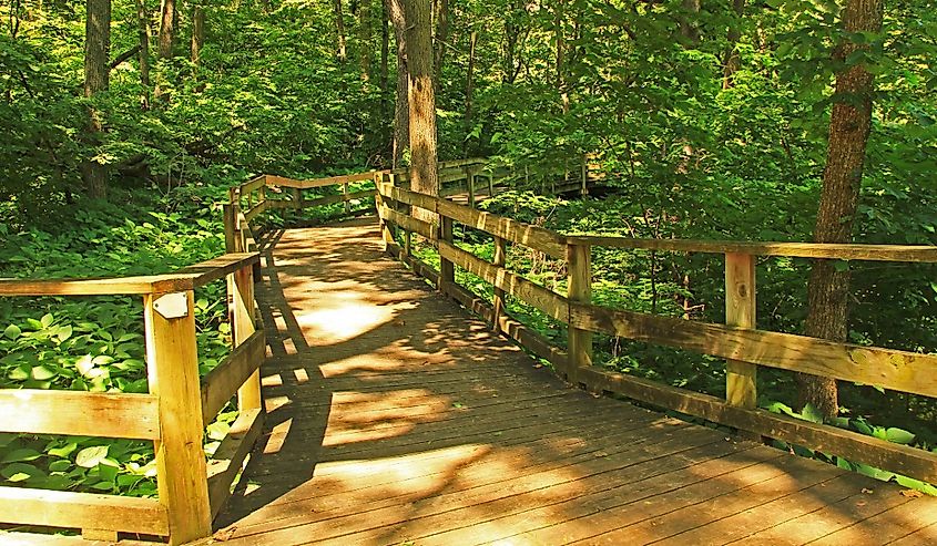 Peaceful boardwalk trail through lush trees in the Fontenelle Forest Nature Center in Bellevue, Nebraska near Omaha.