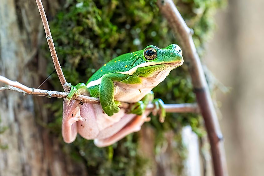 American green frog on a limb.