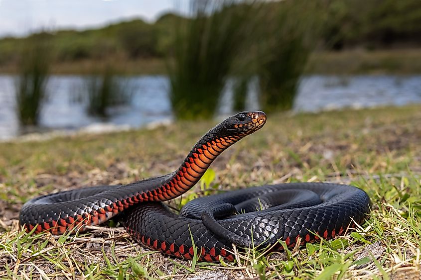 Red-bellied Black Snake