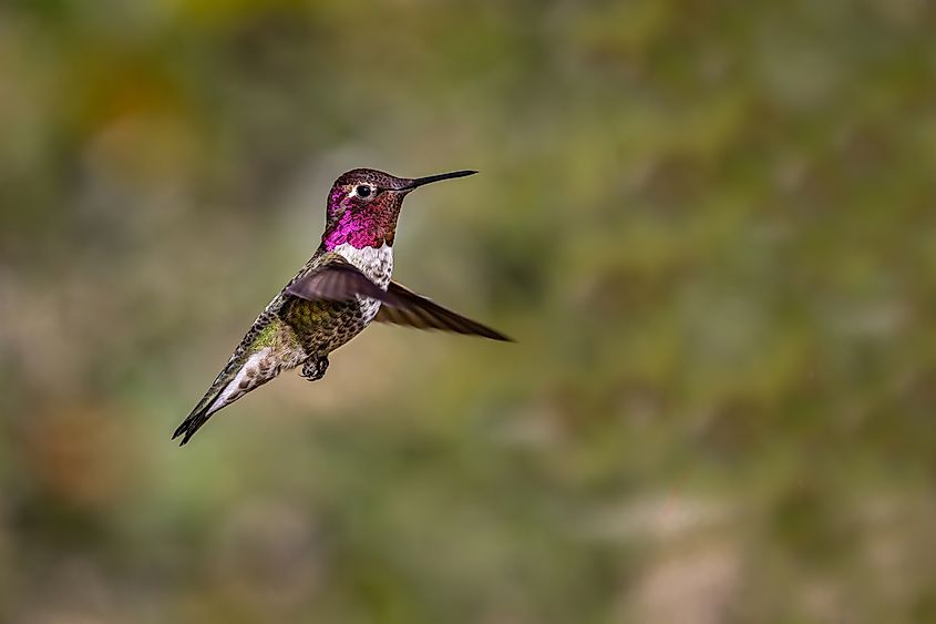 Anna's Hummingbird stopping in flight for a moment