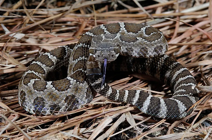 A Northern Pacific Rattlesnake in an alert position.
