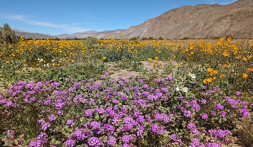 Desert Sand Verbena by Henderson Canyon Road, Anza Borrego Desert State Park, California