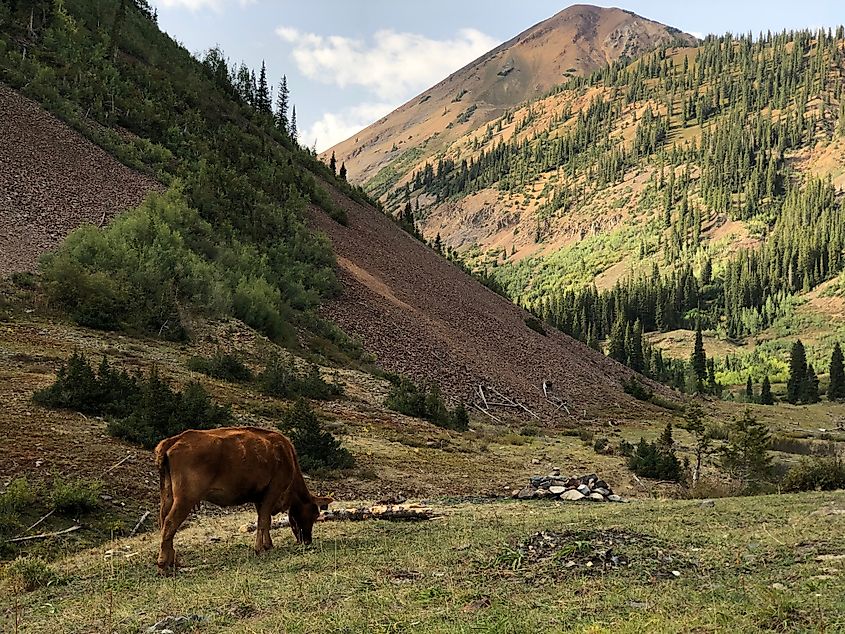 A cow grazing in Crested Butte, Colorado.