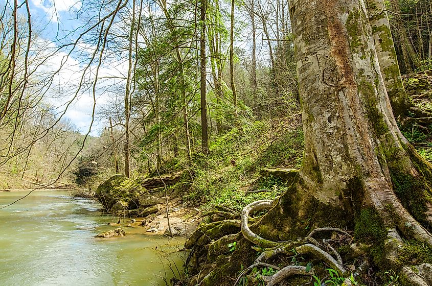 Bankhead National Forest in Alabama.