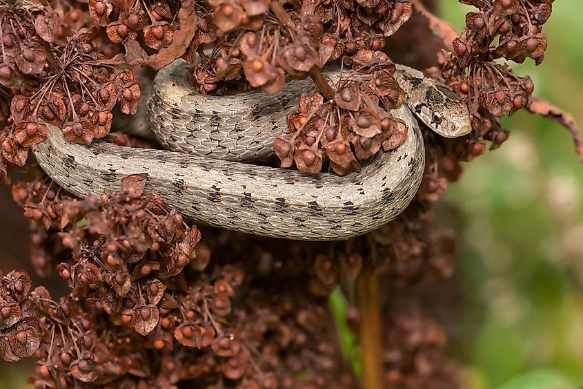 A Dekay's brownsnake hiding in the foliage.