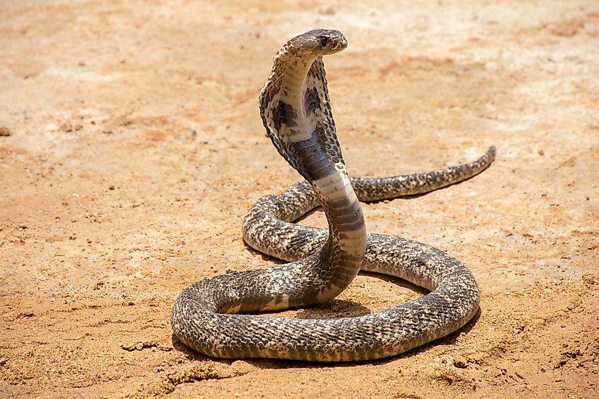 King cobra on sand (Credit: tb-photography via Shutterstock)