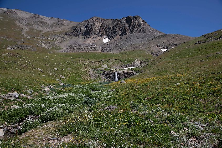 A typical alpine meadow in the San Juan Mountains, with wildflowers blooming in the late summer season. Image credit Brendan Cane 