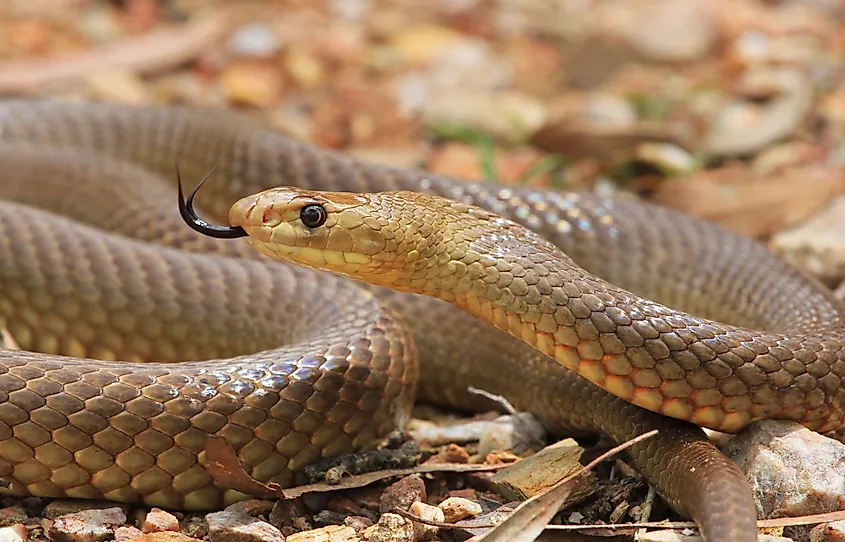 Western Brown Snake.