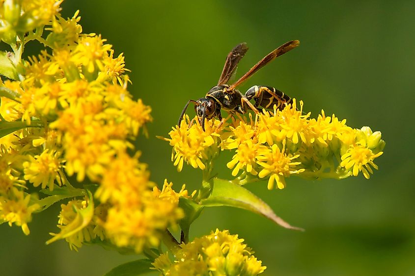 Dark paper wasp