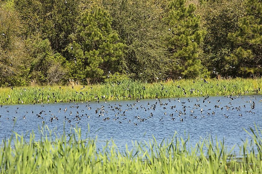 A flock of tree swallows feeding at Goose Pond in Harris Neck National Wildlife Refuge in Georgia.