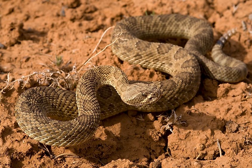 Crotalus viridis. In Wikipedia. https://en.wikipedia.org/wiki/Crotalus_viridis By Patrick Alexander from Las Cruces, NM - Crotalus viridis, CC0, https://commons.wikimedia.org/w/index.php?curid=97323815