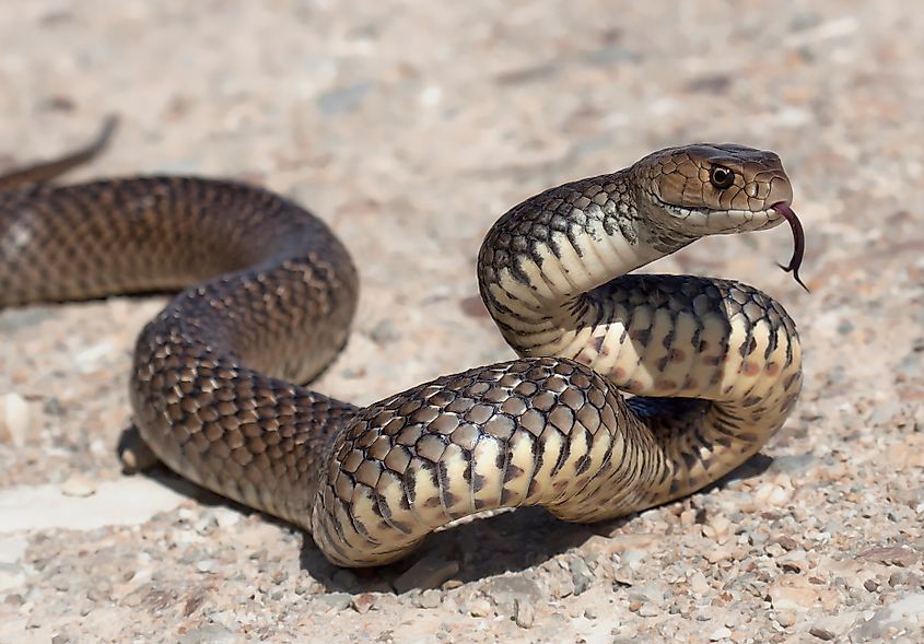 The deadly venomous but beautiful eastern brown snake