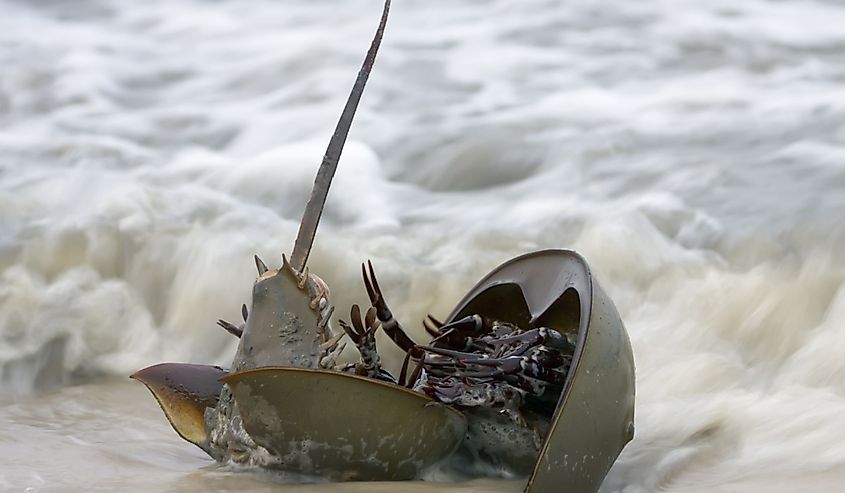 Horseshoe crabs spawning in the end of spring - beginning of summer on Slaughter Beach in Delaware Bay