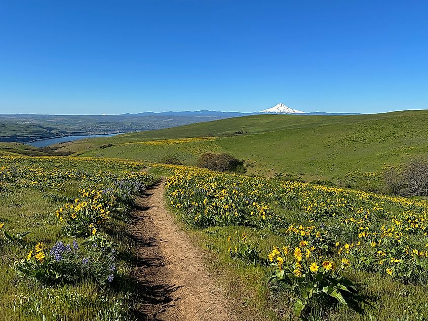 Wildflowers at Columbia Hills State Park in Washington