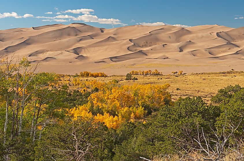 Large sand dunes and fall foliage in Great Sand Dunes National Park, Colorado.