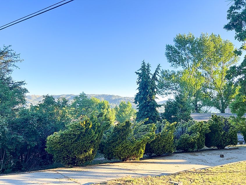 Beautiful natural eco landscape of thuja trees against blue sky in summer on a sunny day in California mountains as a nice relaxing background or wallpaper. Tehachapi, USA
