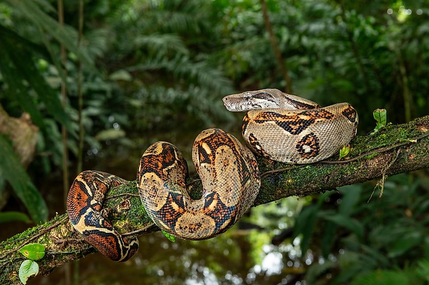 Boa constrictor on a tree branch.