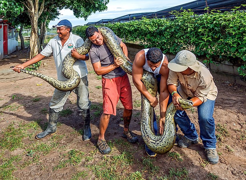A group of staff kennel show tourists six meters anaconda.