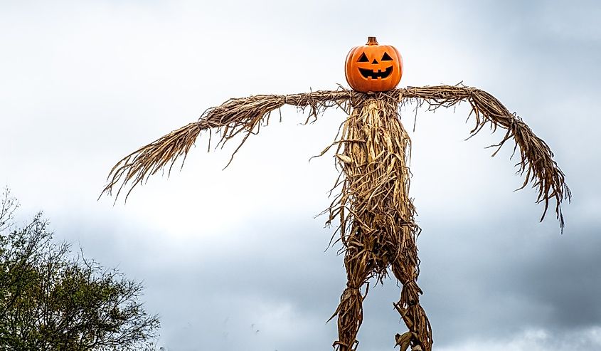 A Halloween scarecrow made from corn with a pumpkin head against cloudy sky at Walden Pumpkin Farm.