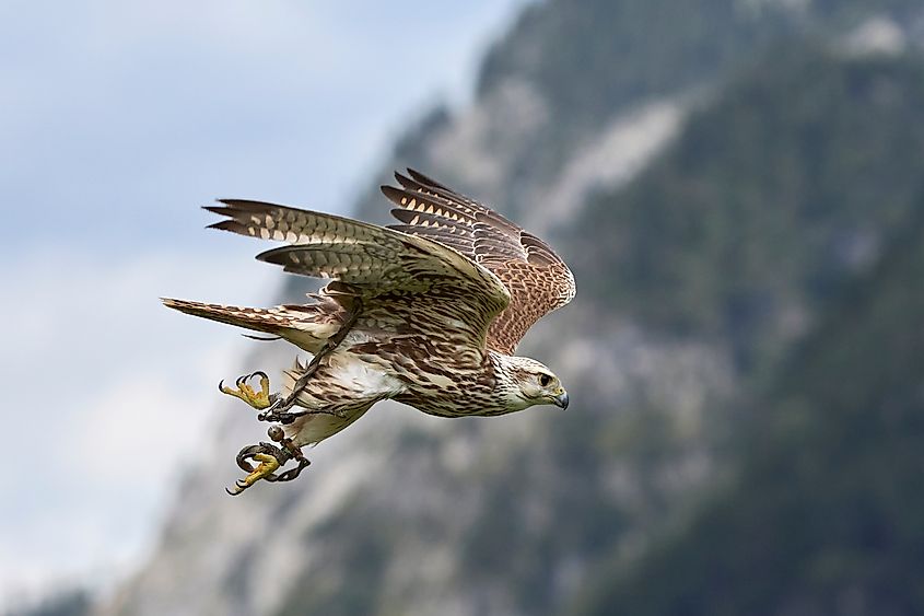 Saker Falcon flying