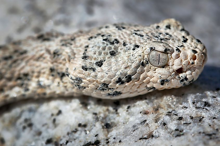 Southwestern speckled rattlesnake.