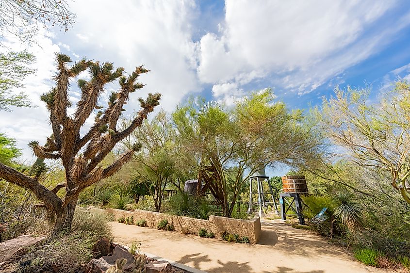 Botanical Garden of Springs Preserve at Las Vegas, Nevada