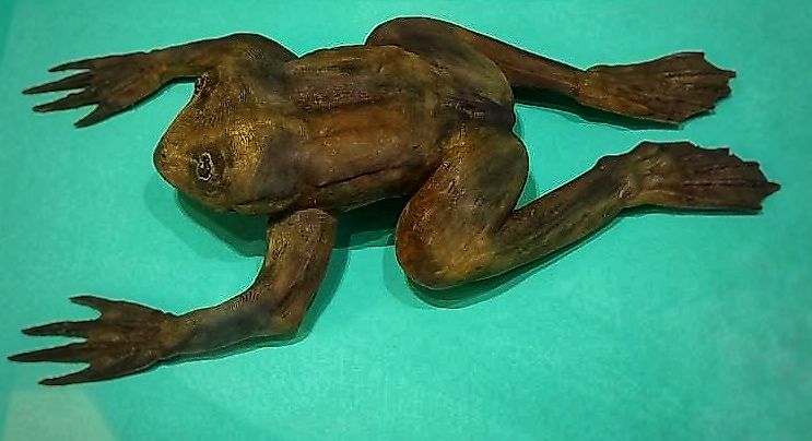 Lake Junin Giant Frog