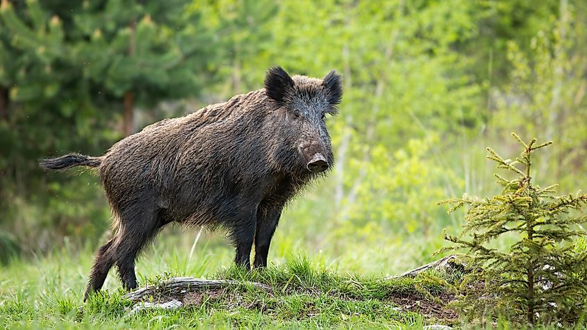 A large wild boar standing on a rocky rise.