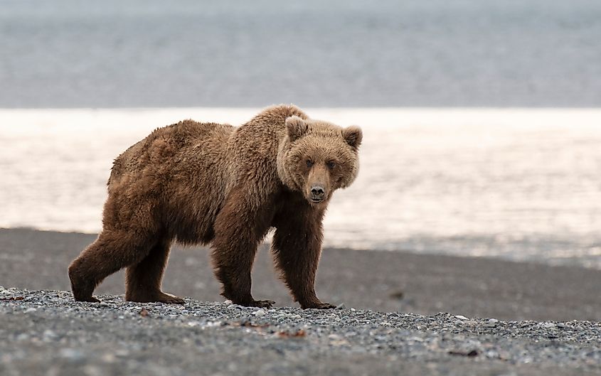 Grizzly Bear Patrolling River Bank