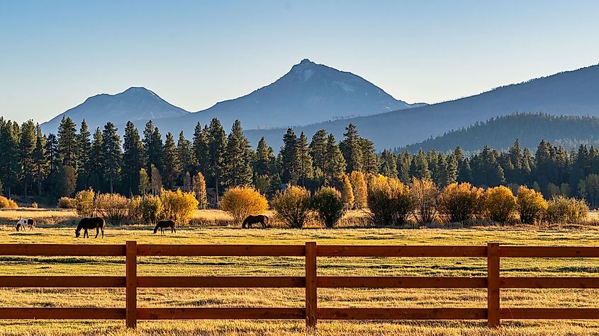 Fall scenery at Sisters, Oregon.