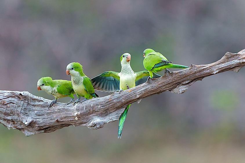 Small monk parakeets sitting on a branch.