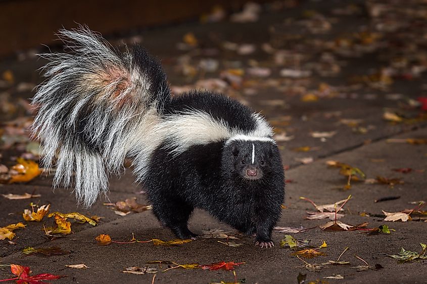 Striped Skunk