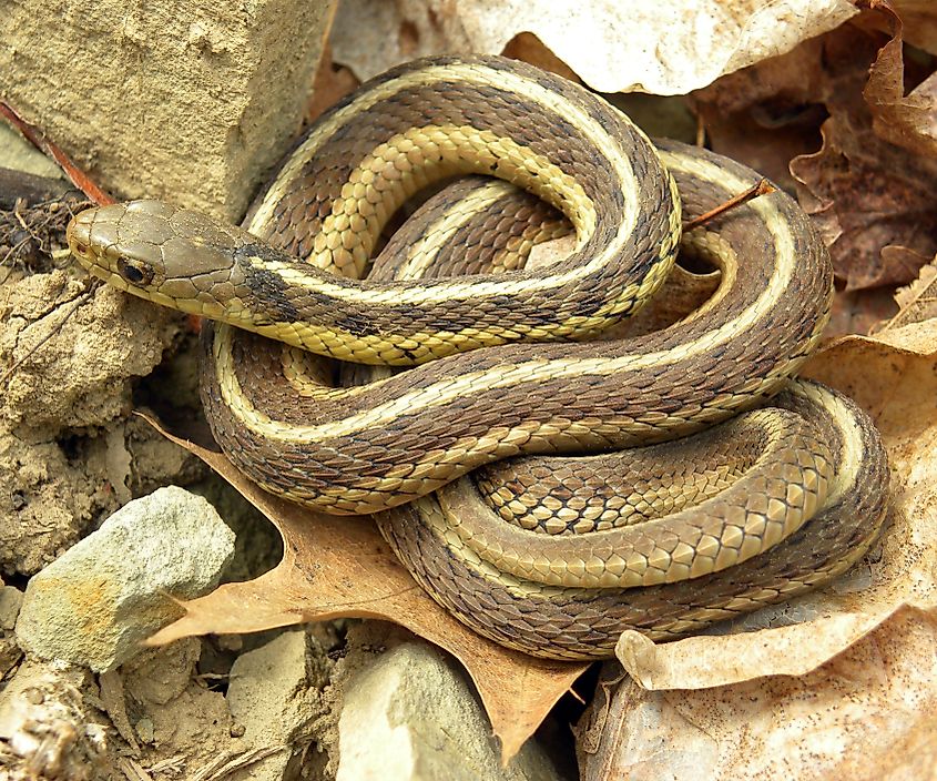 eastern garter snake