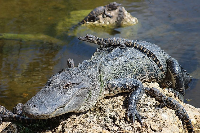 An American alligator adult and juveniles.