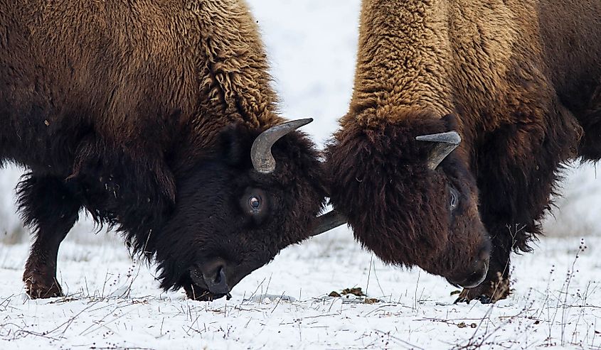 Two American bison butting on the snow