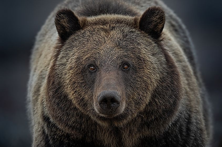 Grizzly Bear closeup of a bear.